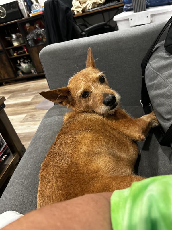 Resting after a walk and play time