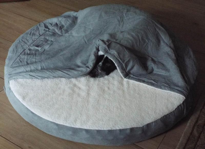 Dog giving 'stink eye' to say "stop fiddling with my covers and leave me be!"