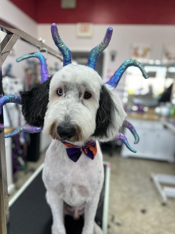 70 pound sheepadoodle