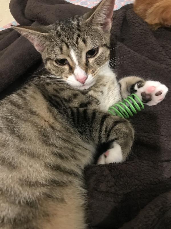 FRISCO Colorful Springs Cat Toy, 20 count - Chewy.com