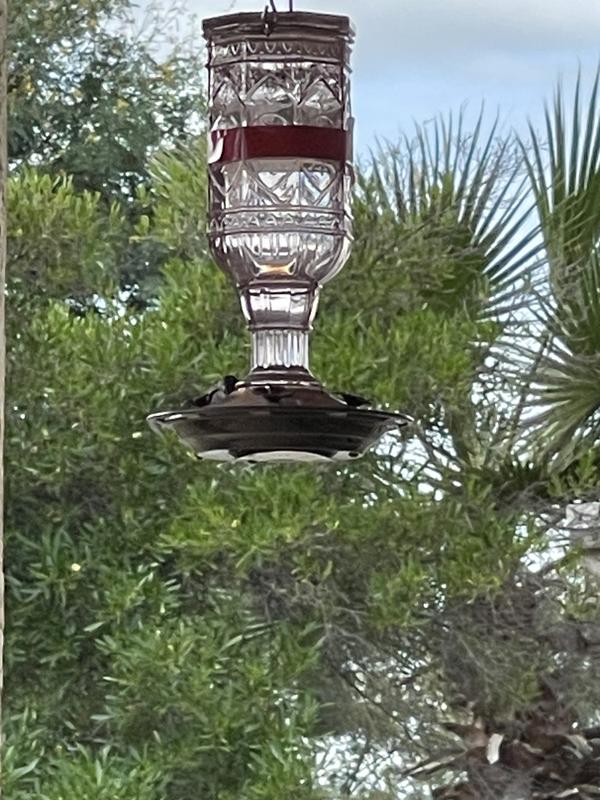 This little one was beautiful with a red neck