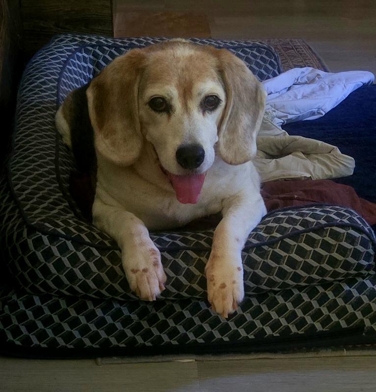 A happy Zesty Paws customer