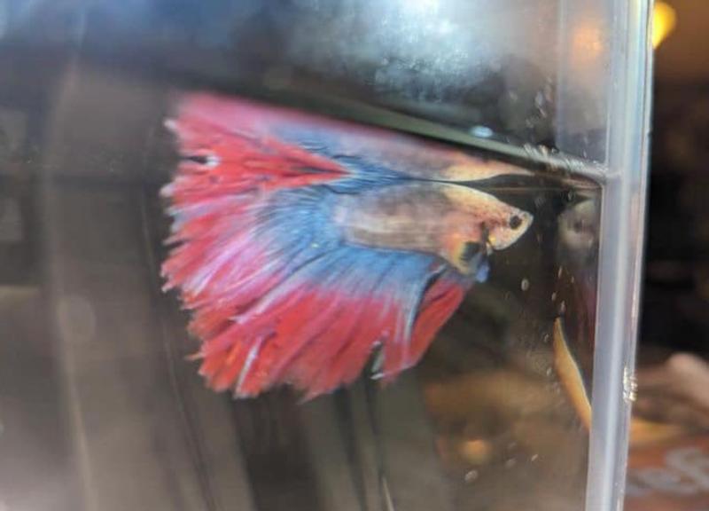 Frisco 3 Betta Aquarium with Divider/Top