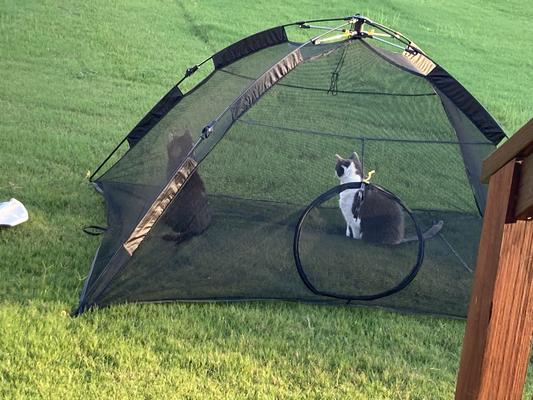 Cat tent for clearance outside