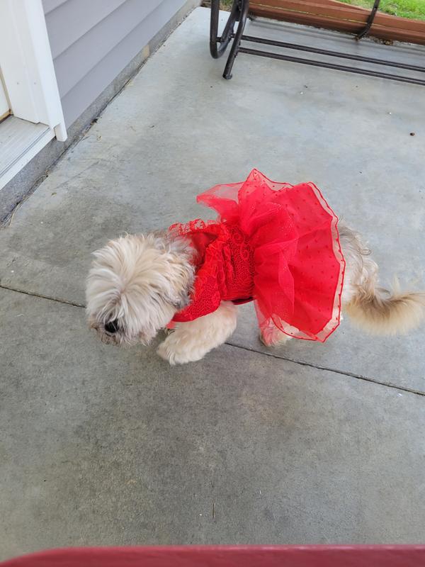 Product Reviews for FRISCO Red Ruffle Dog & Cat Dress + Headpiece
