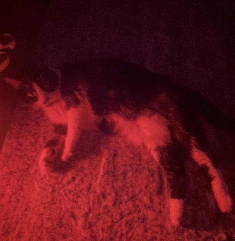 My cat enjoying the heat lamp