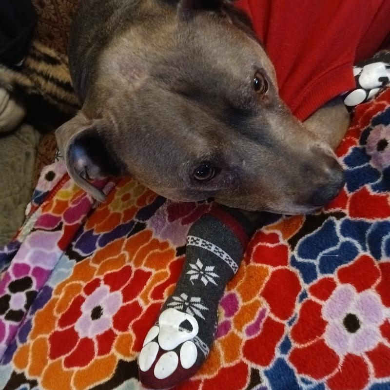 Frisco Non-Skid Non-Skid Fair Isle Dog Socks