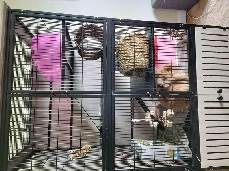 Discontinued - FRISCO Penthouse Two-Story Small Pet Cage - Chewy.com