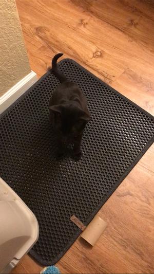 Cat Litter Trapping Mat Large (25 x 15)丨Cat Litter Mat Kitty Litter  Trapping Mat丨Honeycomb Double Layer丨Urine Waterproof, Easier to  Clean丨Litter Box