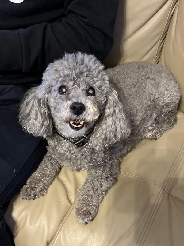 Old dog breath is NOT pleasant!