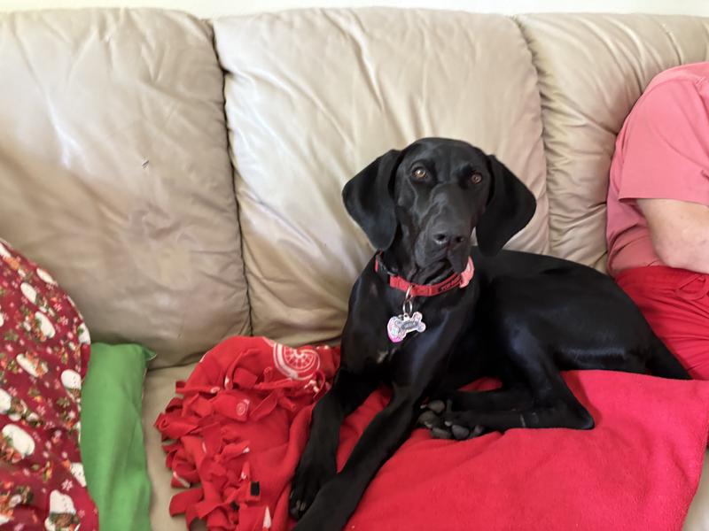 I’m on my rightful spot, next to my human.