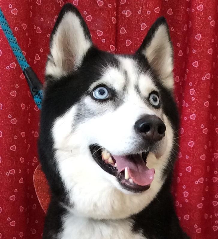 This is Dakota. Just over 13 years 🥰