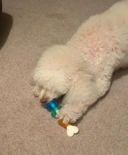 JW Pet Nylon Dog Treat Pod Toy, Small