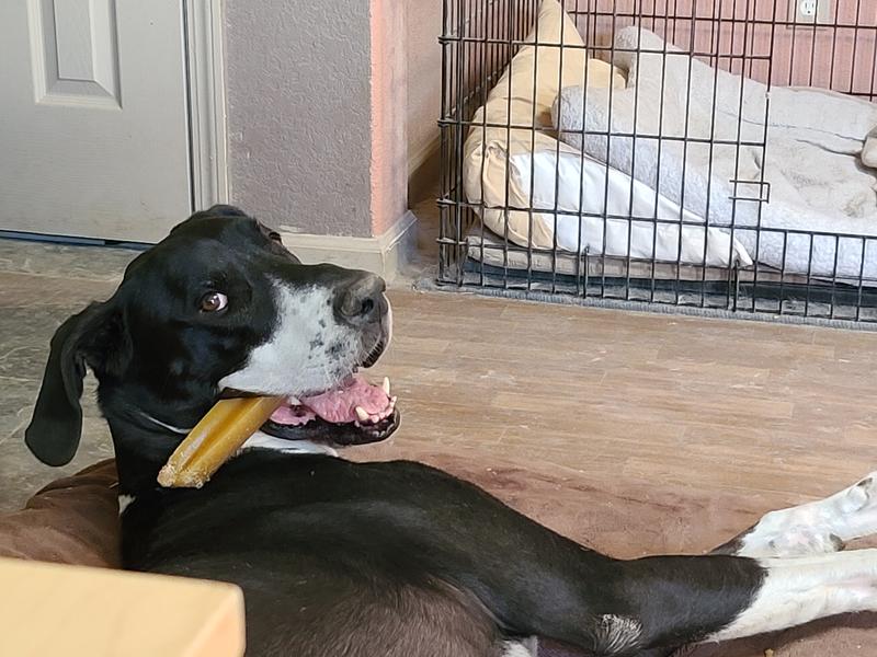 Gino loving his new chew treat