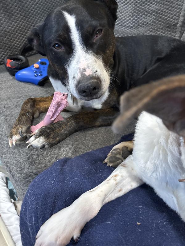 Newts digging in. Never mind his eyes, he always looks a bit high.