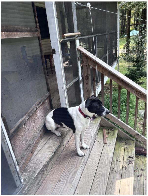 Mochi on the porch