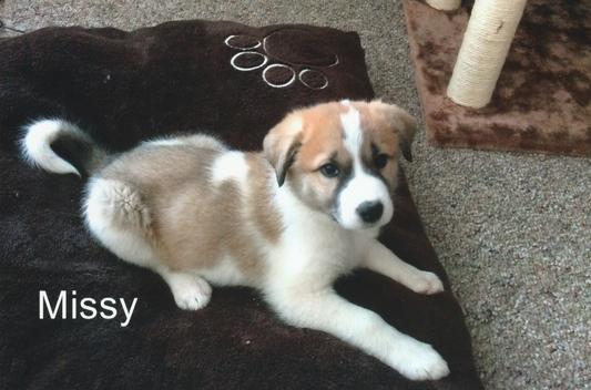 Missy as a 6 week puppy and weights 18 pounds.