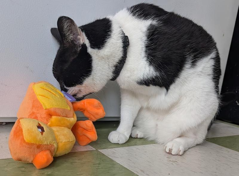 Finley our 3-legged cat checking out the duck!