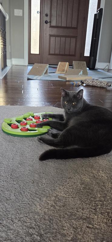 Keep your paws off my treats!