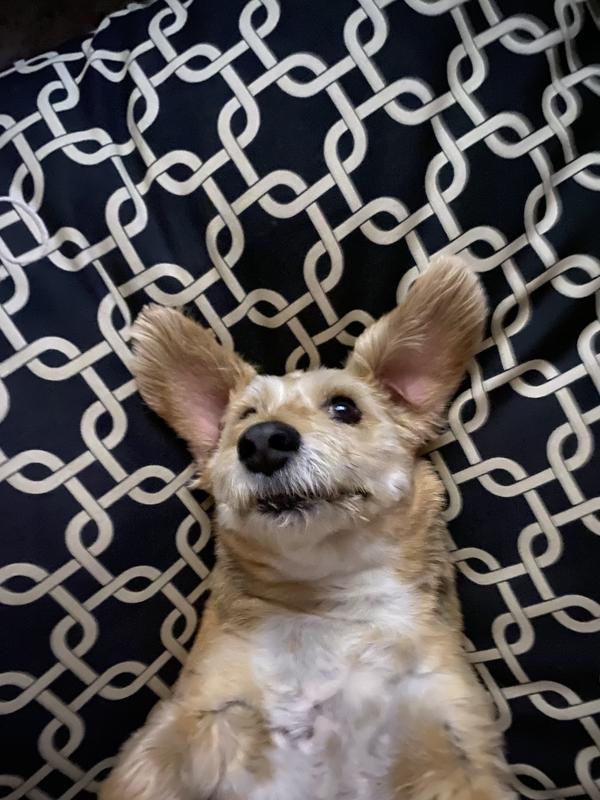 Yogi loves this bed!