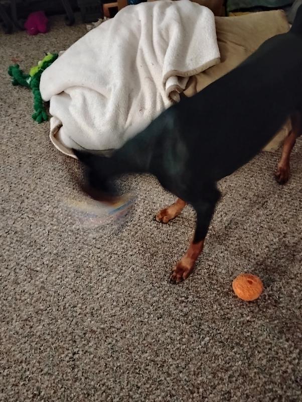 Action shot of her shaking the cannister to get the last treat out.