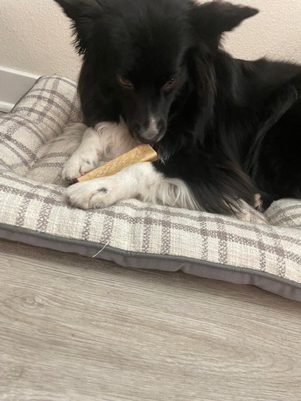 Sniffing and licking these to see what they were.