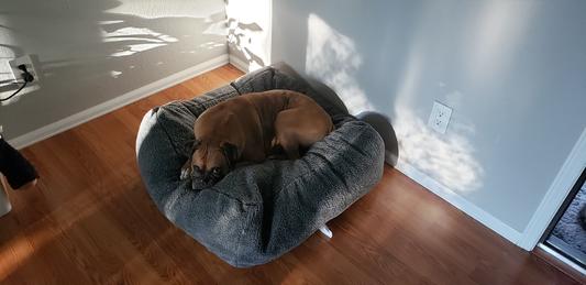 Cuddle cube outlet dog bed