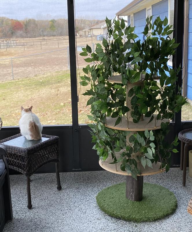 Minnie wants out. CATIO is not outside according to Minnie.