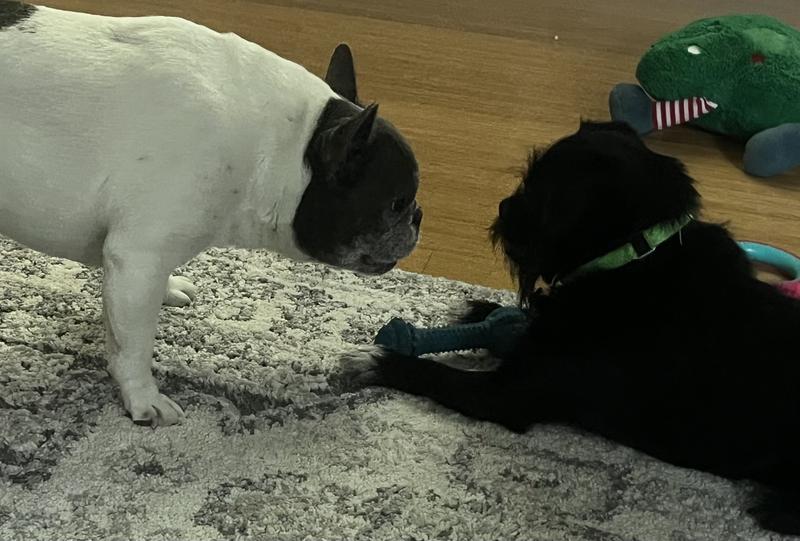 Caught sneaking a chew