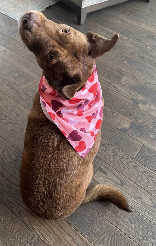 This bandana makes a cute pup even more adorable