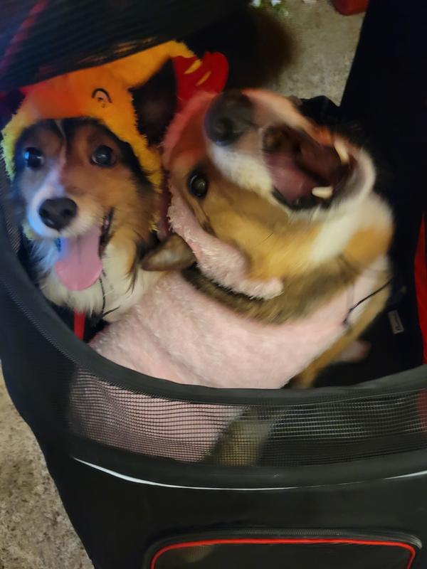 Last night for Halloween.  Corgi says" aroo"o"