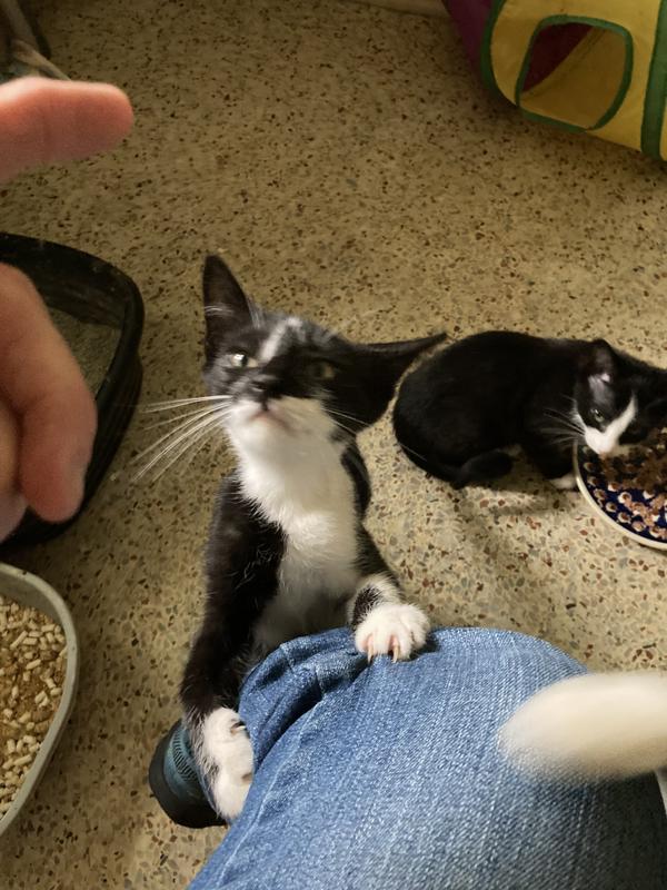 Brother Jelly says Priss is eating it all!