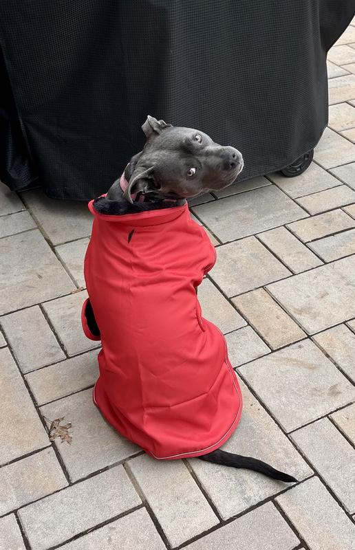 AmStaff/Pittie (measured XL) is wearing a large