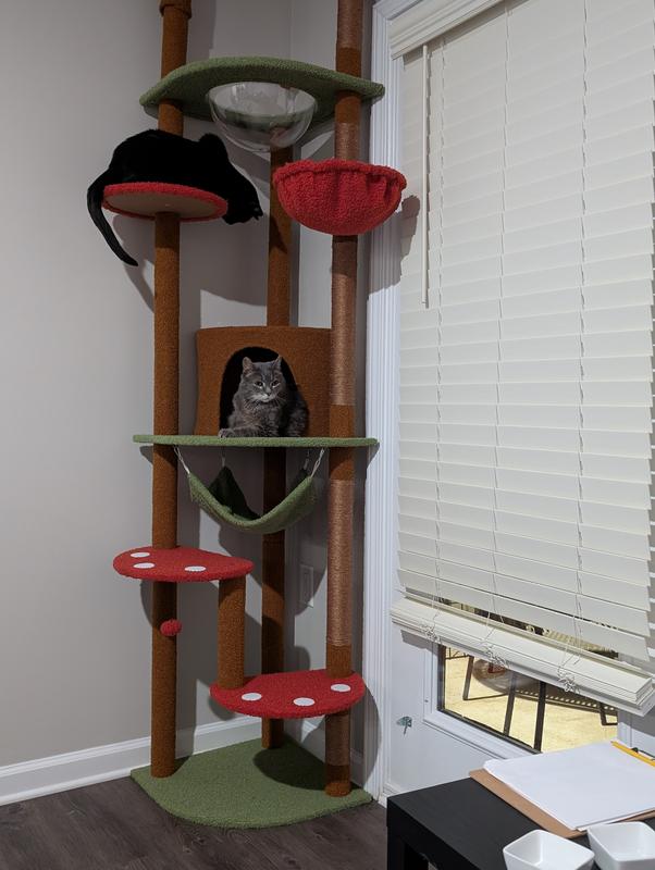 Great for multiple cats