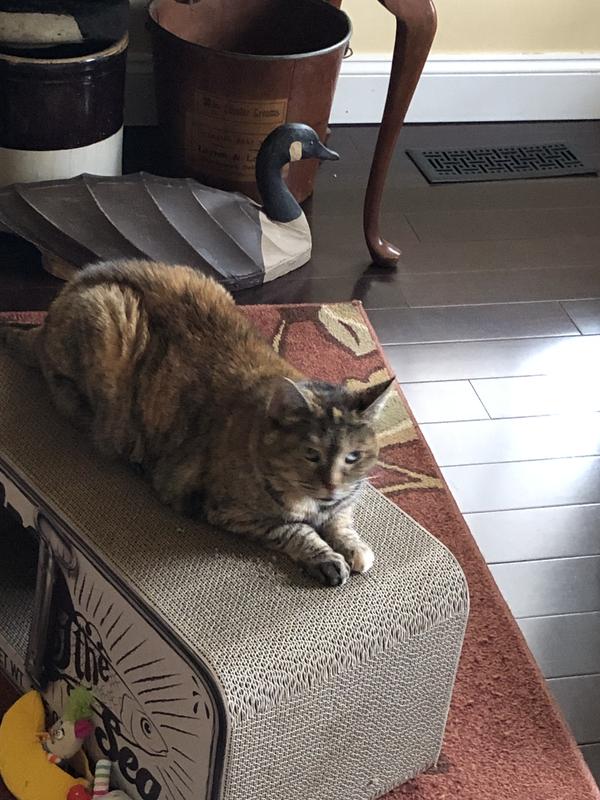 Stella and the other kitties approve 100%