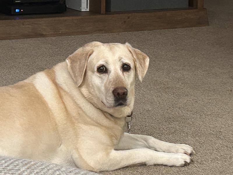 Oakley age 8 rescue momma from a puppy mill