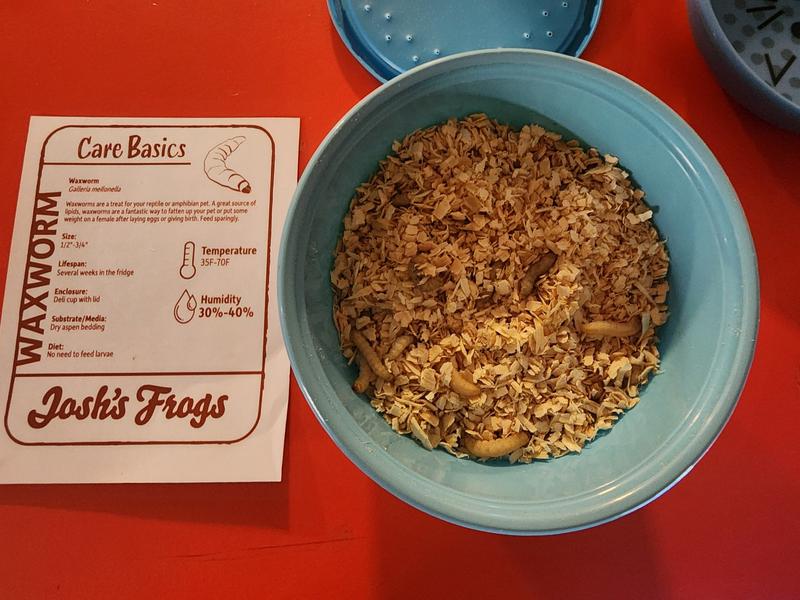 Fat, active healthy wax worms complete with informational sheet