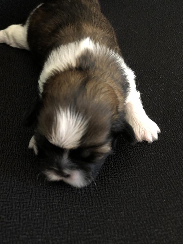 Less than a week old