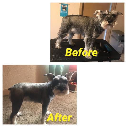 Polly after her grooming with mama