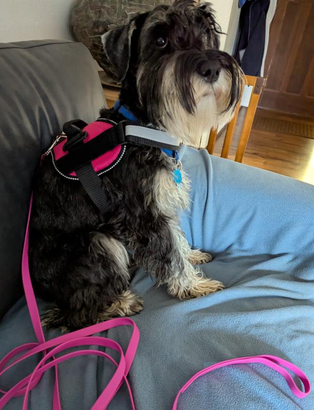 Devon in her harness and long lead