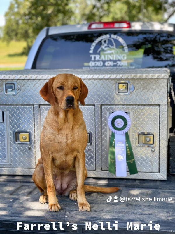 HRCH Farrell’s Nelli Marie