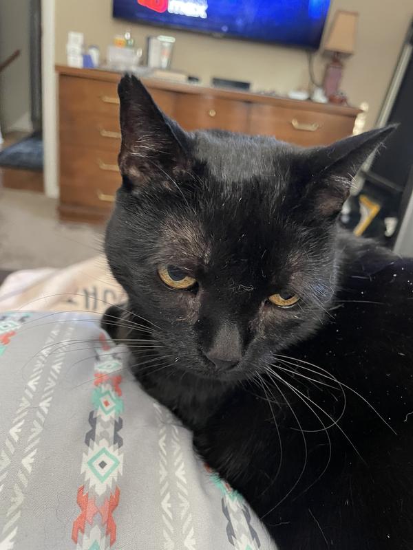 My rescue Lea who is my oldest cat, my lap cat, my support cat