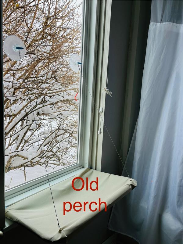 1 year old perch still hanging on