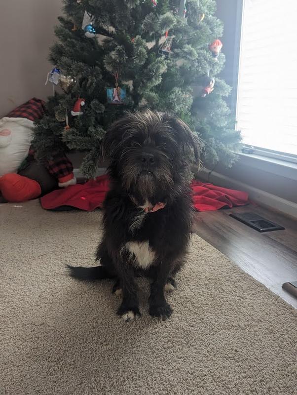 Waiting for her treat