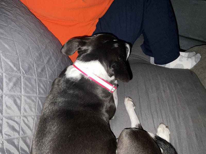 45 lbs. pittie. Collar is on the smallest rung, still a little loose