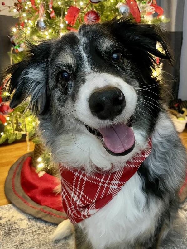 Australian Shepherd