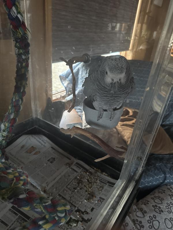 Boycotting the food. Won’t look at it.