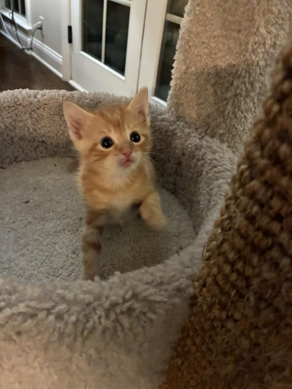 Victor is patiently waiting for his food bowl to appear