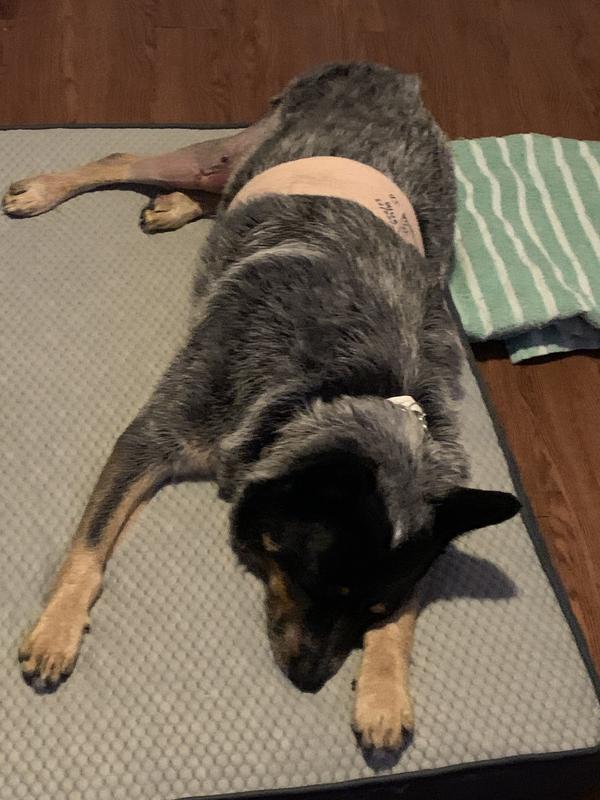 FRISCO Cooling Orthopedic Dog Crate Mat, 24in