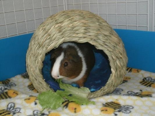 Angus in New Hideout